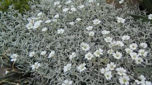 Ясколка - серебристый почвопокровник