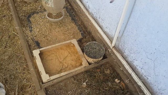 Утки мандаринки. смотреть онлайн