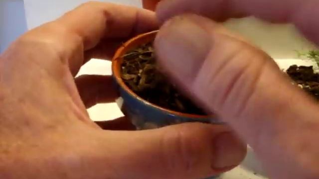 Planting a Macadamia Nut Tree Seed смотреть онлайн