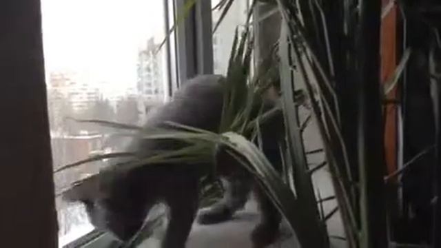 Любят ли котики финики... смотреть онлайн