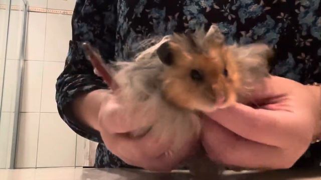 Расчёсываю хомяка , а ему прям очень срочно нужно меня поцеловать! смотреть онлайн