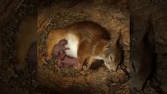 как белка родила и вырастила бельчат в маленьком домике смотреть онлайн