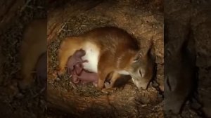 как белка родила и вырастила бельчат в маленьком домике