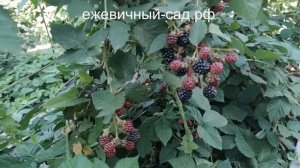 Садовая ежевика Дойл