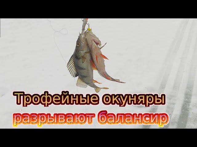 Закрытие сезона на озере. Щука рвёт леску.