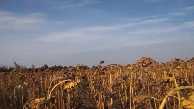 САМВЕЛ АДАМЯН ПОНИМАЕТ ЧТО СЕСТРЕ НУЖНО НАСЛЕДСТВО. ВЫБРАСЫВАЕТ ПОДАРКИ ЗРИТЕЛЕЙ смотреть онлайн