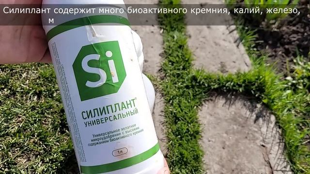 Даже Дохлые ТОМАТЫ вмиг пойдут в РОСТ и не будут болеть, ПОМИДОРЫ ЗАВАЛЯТ УРОЖАЕМ, если сделать так смотреть онлайн