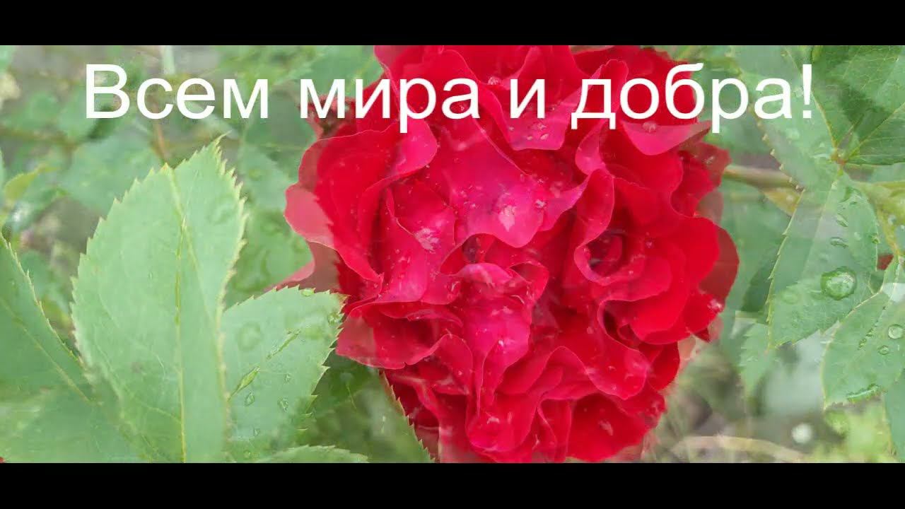 Ура! У нас прошел дождик! Сад облегченно вздохнул... смотреть онлайн