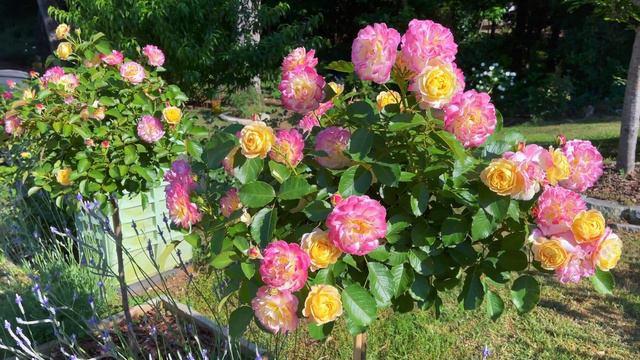 Floribunda Tree Rose - Life of the Party (1st year - 2nd flush at its peak) смотреть онлайн