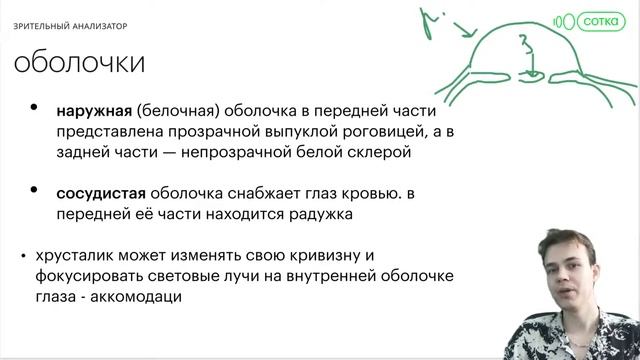 Зрительный анализатор | ОГЭ БИОЛОГИЯ 2022 | Онлайн-школа СОТКА смотреть онлайн