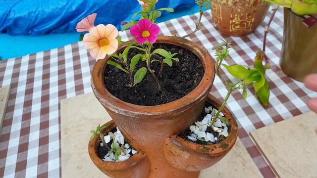 Калибрахоа - выращиваю из семян и не только/ Прошёл месяц/ Часть 2/2 смотреть онлайн