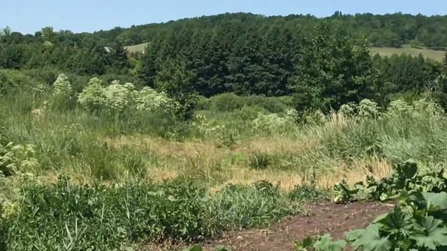 Самка фазана с птенцом смотреть онлайн