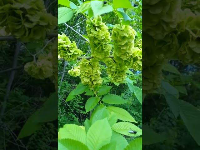 Природные Шедевры смотреть онлайн