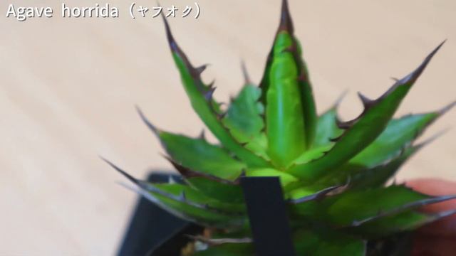 【植物紹介】我が家のアガベを全株紹介します‼︎ ｜アロエ｜ビカクシダ｜ディッキア｜植物LED｜育成棚｜ смотреть онлайн