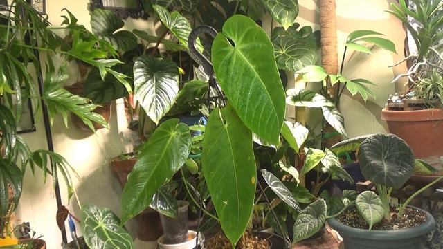 Anthurium Queremalense 3 Month Update