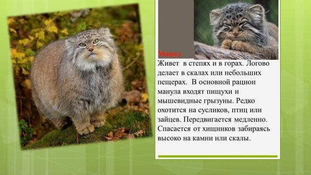 Видео-онлайн презентация "Животные Красной книги", посвященная Всемирному дню защиты животных смотреть онлайн