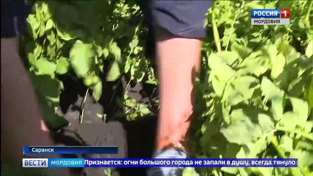 Овощеводы Мордовии готовятся выйти на рекорд по производству кабачковой икры смотреть онлайн