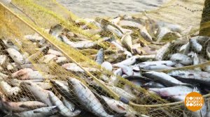 Лососевая путина: какая рыба вкуснее? Доброе утро. Фрагмент выпуска от 31.07.2023