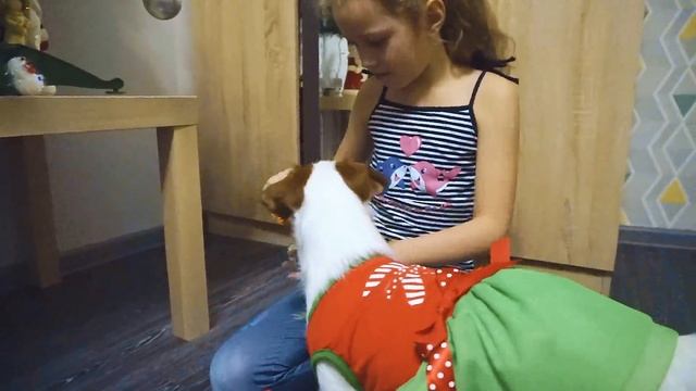 Вкусняшки для собаки! Новогодний сюрприз для ДЖЕК РАССЕЛА! смотреть онлайн