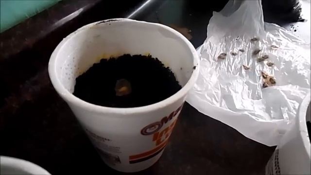 How To Plant Jacaranda Seeds смотреть онлайн