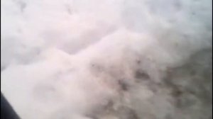 Пробуждение медведя после спячки!