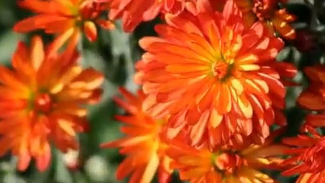 Хризантемы и красивая восточная музыка смотреть онлайн