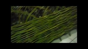 ЗАБОР ИЗ ЛОЗЫ СВОИМИ РУКАМИ. 1 ЧАСТЬ.