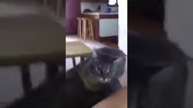 A cat with a good ear for music Кот с хорошим музыкальным слухом смотреть онлайн