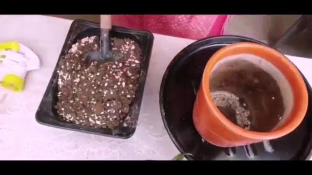 Cryptanthus/Earth star Bromeliad Care & repotting//Potting Mix details смотреть онлайн