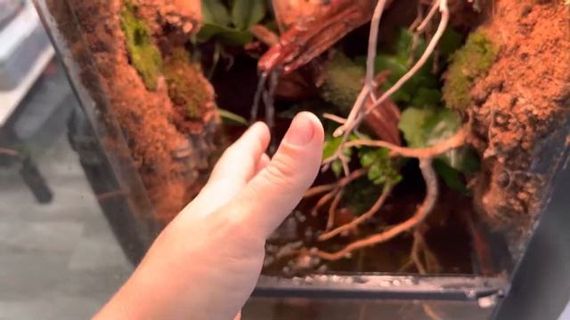 Green Tree Python Care Guide смотреть онлайн