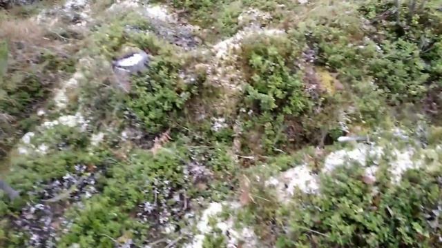 Сбор ягод в Карелии. День 87. смотреть онлайн