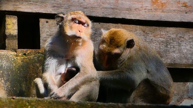 Aw.!! What's Happened On Baby Monkey All Mother Monkey Snatching Cute Baby For Hugging