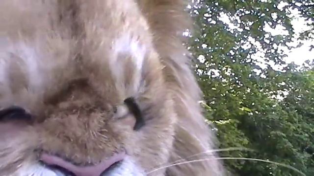 Immortal Masks "Carnivore" as a Lion - Silicone mask fully haired, closeups and mask movement смотреть онлайн