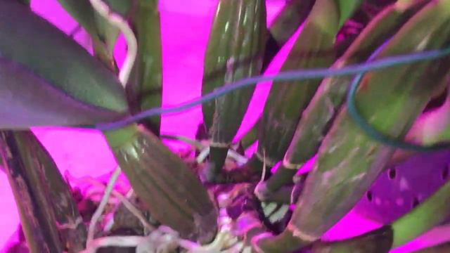 Каттлеи, пересадка/перевалка подростков. Ура, будет РОЗЫГРЫШ!! Состоится 31.07.20 смотреть онлайн