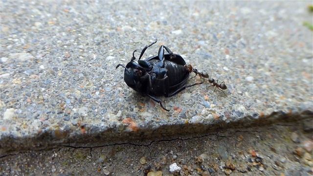 Муравей Тащит Жука. Крошечный Муравей Тащит Огромного Жука! Насекомые Видео. Футажи для видеомонтаж смотреть онлайн