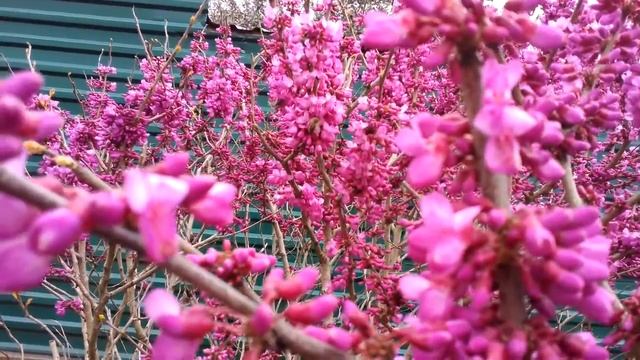 18 МАРТА ПЧЕЛЫ СОБИРАЮТ ПЫЛЬЦУ С БАГРЯННИКА. смотреть онлайн