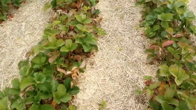 Как немцы собирают клубнику