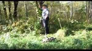 Амурский виноград