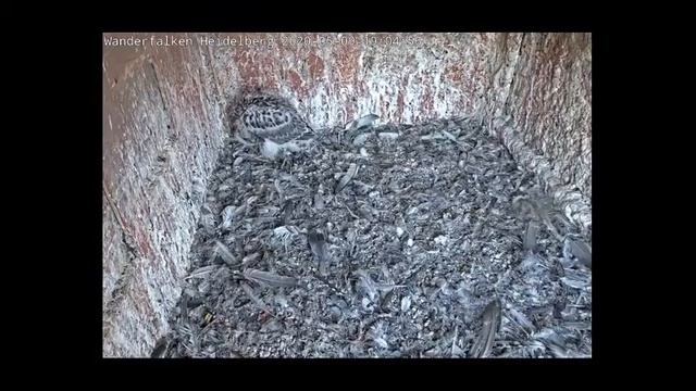 Копия видео "Webcam Belarus Brest, Falcon's nestWeb камера Белоруссия Брест, гнездо Сокола" смотреть онлайн