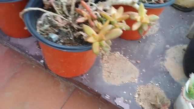 || HOW I HARVEST SUCCULENT CUTTINGS || смотреть онлайн