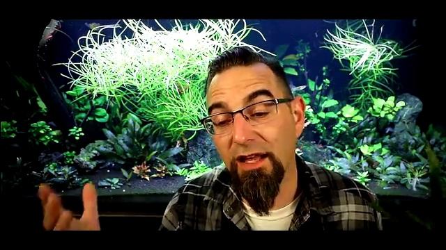 Needle Leaf Java Fern Story time with Corvus! смотреть онлайн