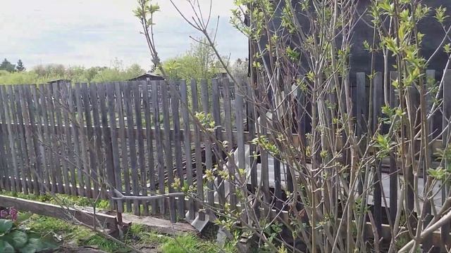 Цветет шикарно сакура! Мои новые посадки саженцев. смотреть онлайн