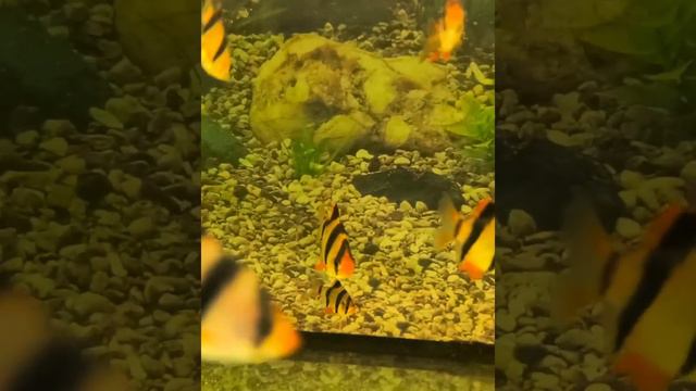 Доброе утро! Мирного неба! Buon giorno! Cielo sereno! 早上好！ 寧靜的天空！Good morning! Peaceful sky! смотреть онлайн