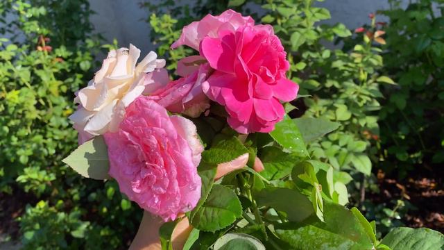 Rose - Beverly, Francis Meilland, and Grande Dame смотреть онлайн