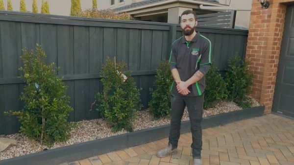 Syzygium Backyard Bliss