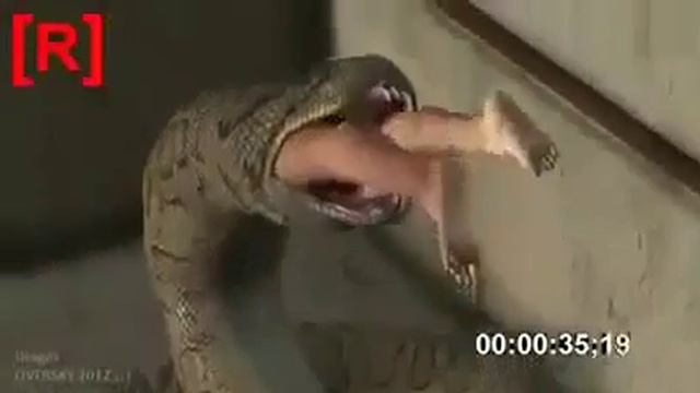 Pythons смотреть онлайн