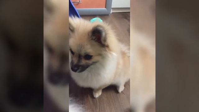 Я Счастлива мне подарили померанского шпица ,подарок на Пасху.❤️ смотреть онлайн