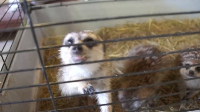 Сурикаты ООО "Океан" смотреть онлайн