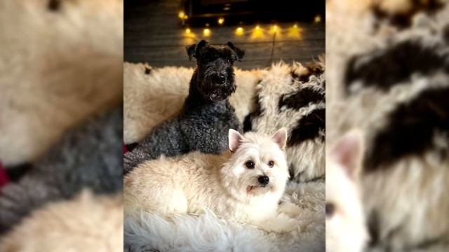 Керри блю терьер. Плюсы и минусы, Цена, Как выбрать, Факты, Уход, История смотреть онлайн