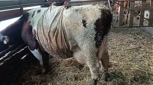 Второй день поднимаем корову